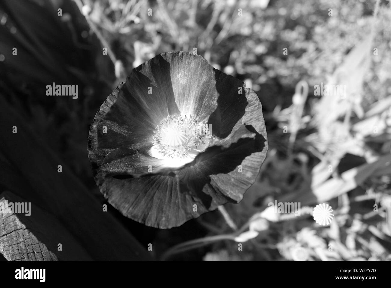 Wild flower meadows on Black and White Stock Photos & Images - Alamy