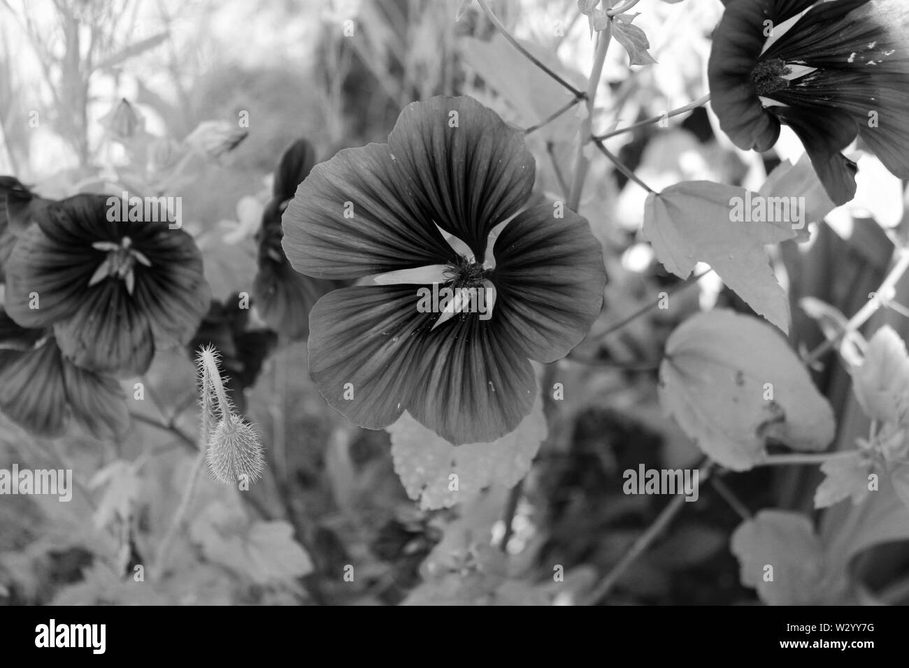 Uk wildflower Black and White Stock Photos & Images - Alamy