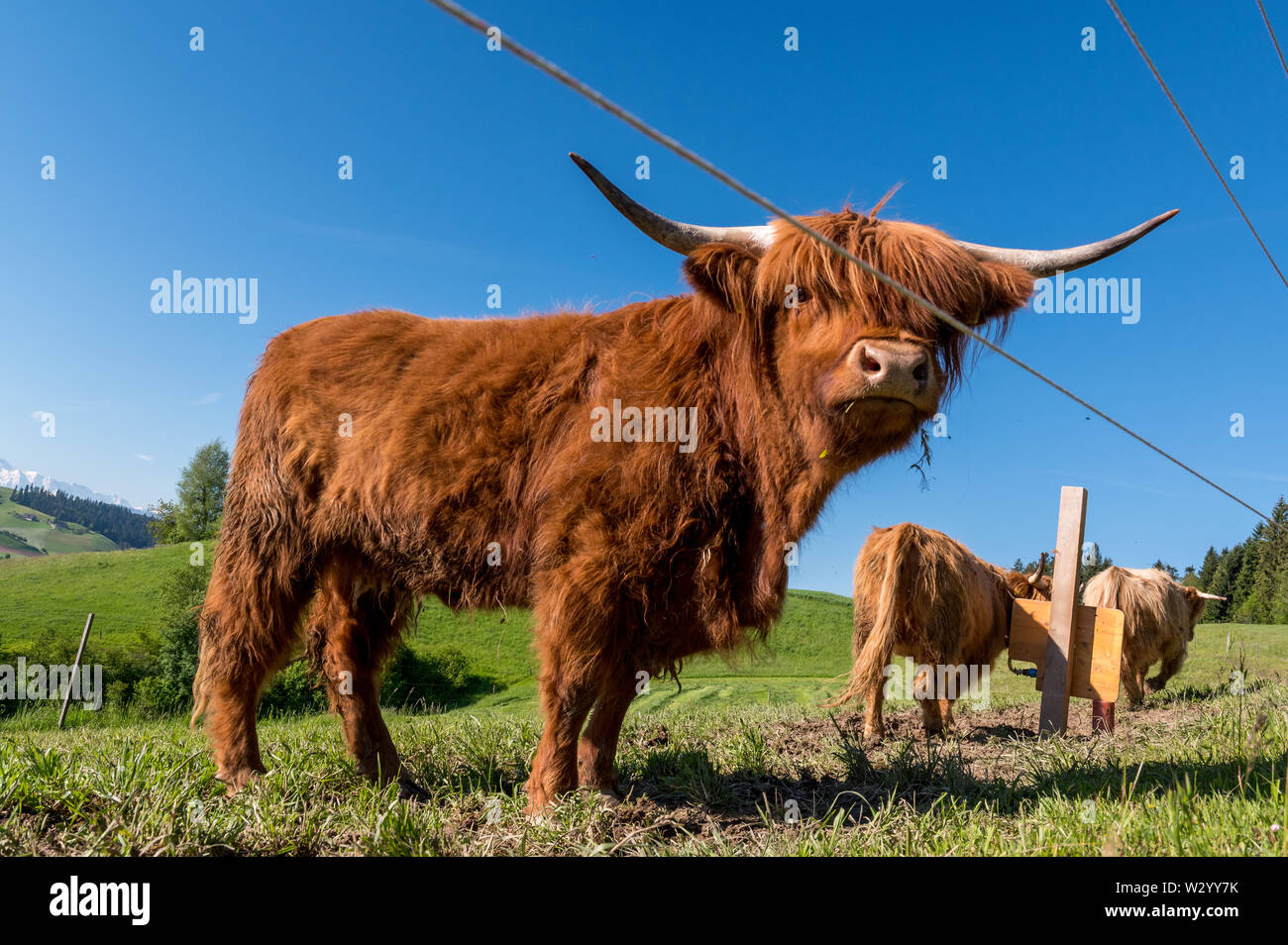 three hairy Scottish highland cattles on a green meadow in switzerland ...