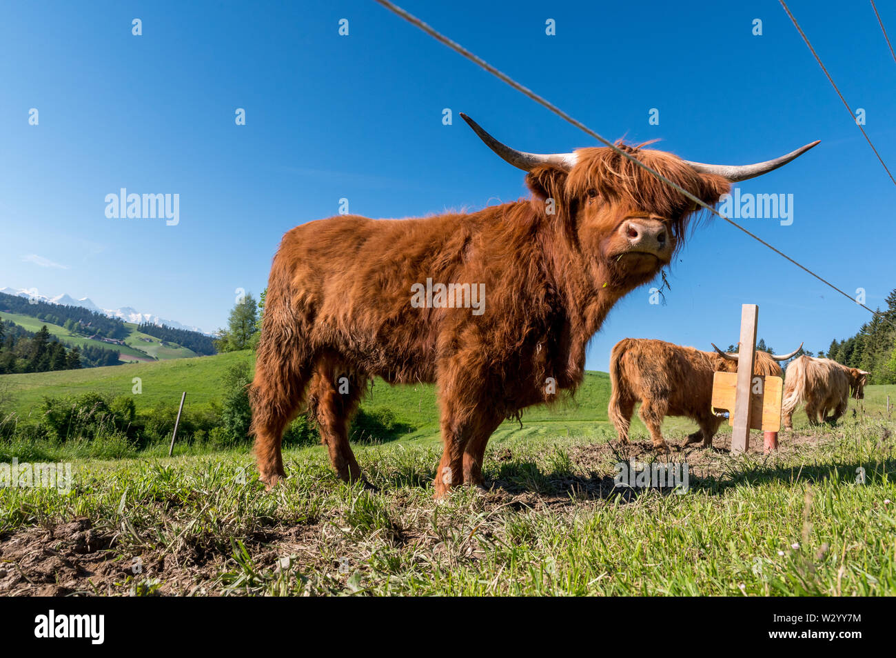 three hairy Scottish highland cattles on a green meadow in switzerland ...