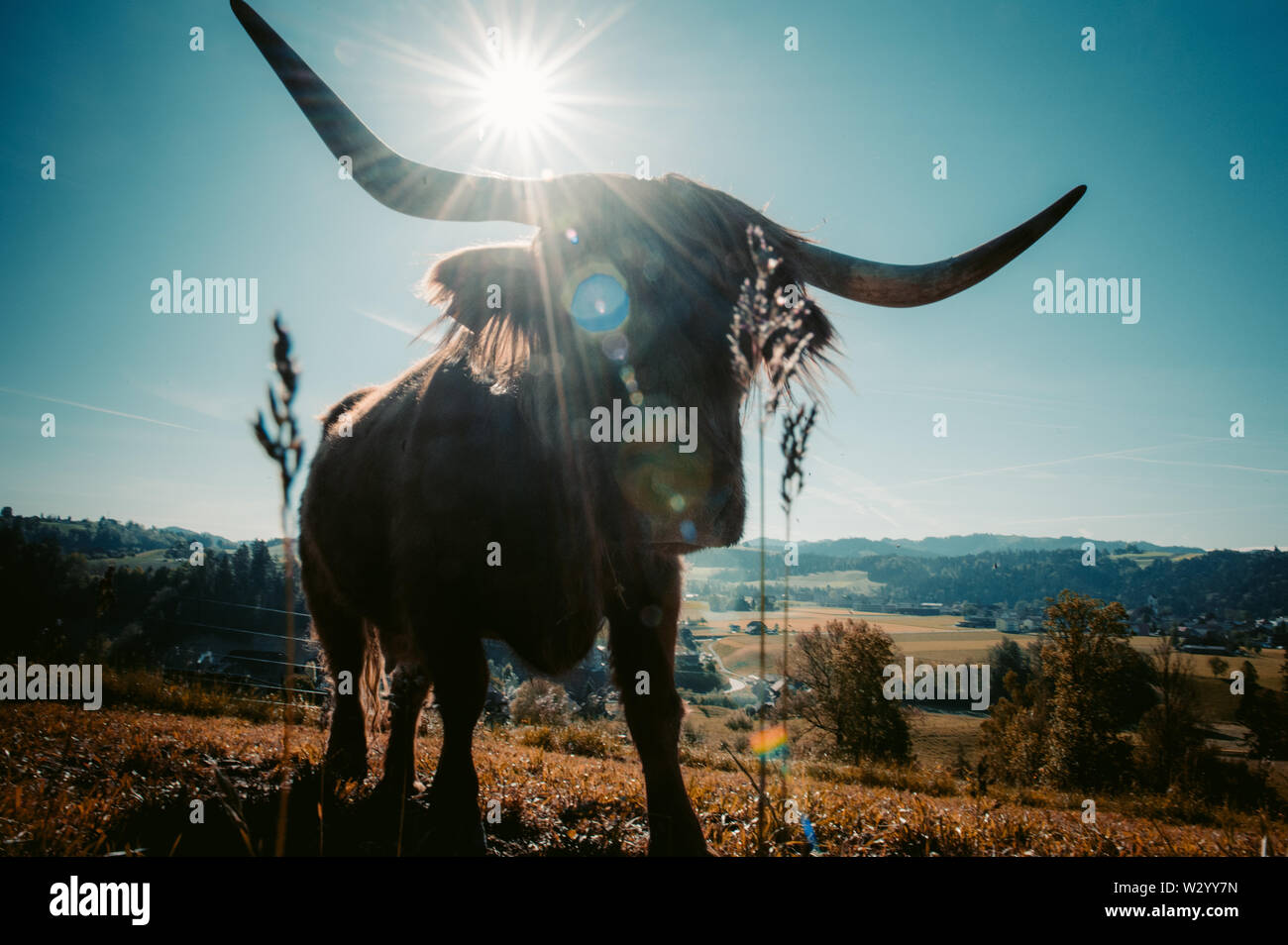 hairy Scottish highland cattle on a green meadow in switzerland Stock ...