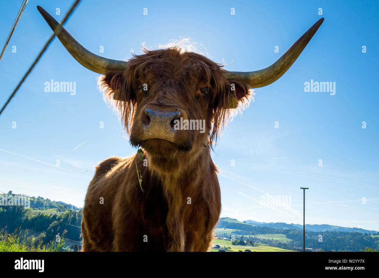hairy Scottish highland cattle on a green meadow in switzerland Stock ...
