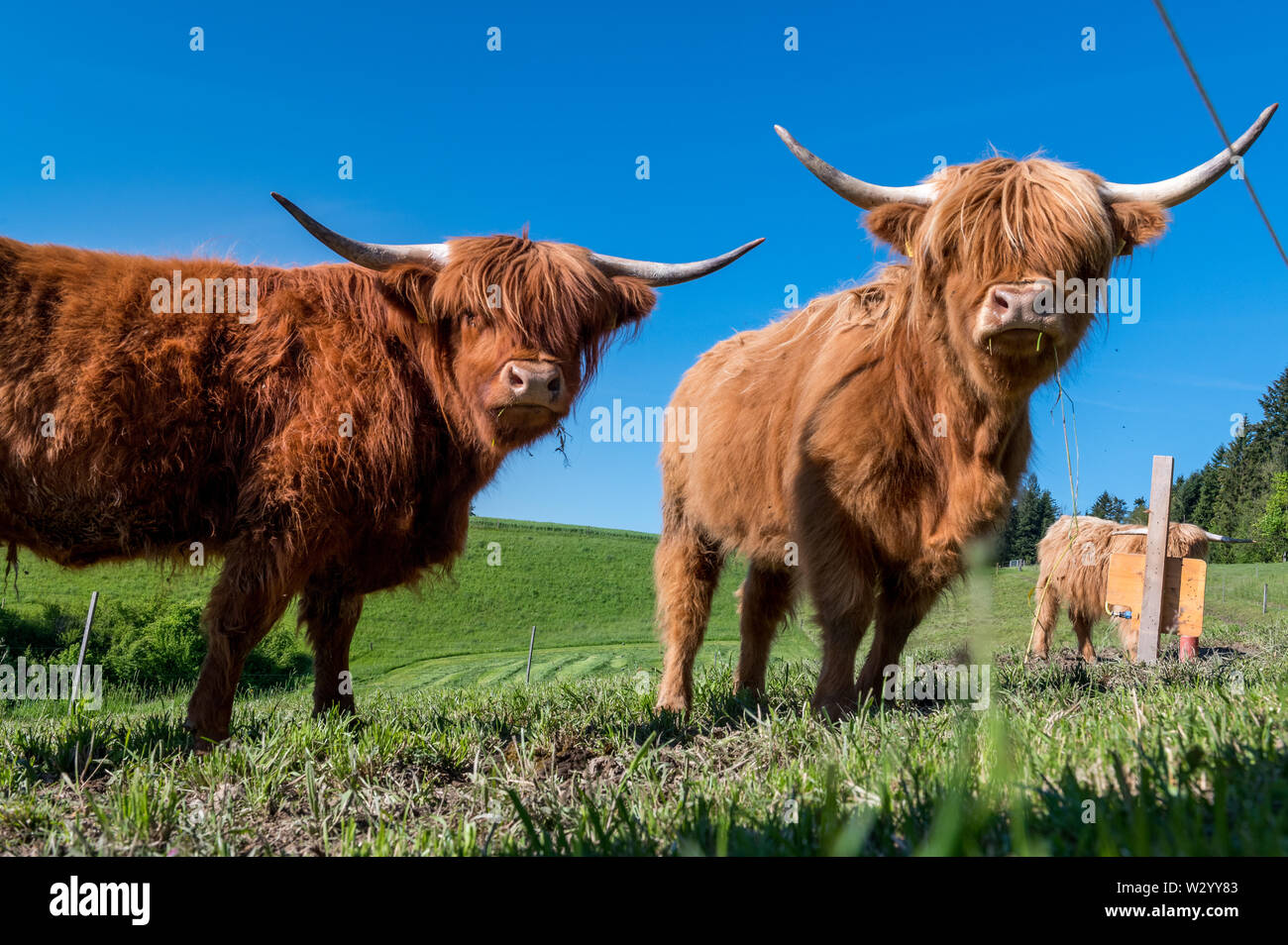 three hairy Scottish highland cattles on a green meadow in switzerland Stock Photo