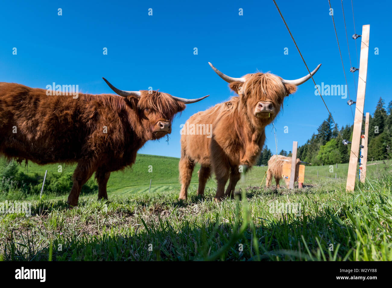 three hairy Scottish highland cattles on a green meadow in switzerland ...