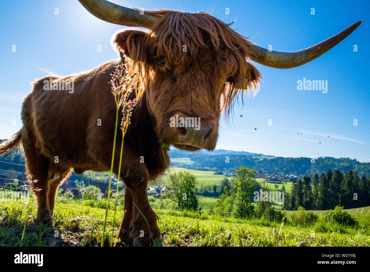 hairy Scottish highland cattle on a green meadow in switzerland Stock ...