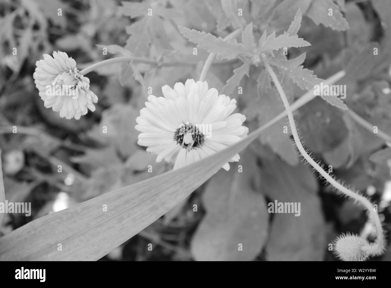 Uk wildflower Black and White Stock Photos & Images - Alamy