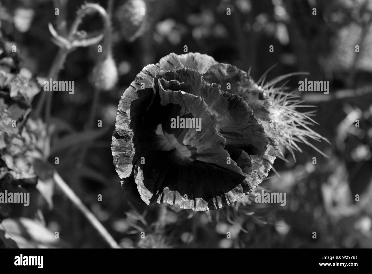 Meadows of wildflowers Black and White Stock Photos & Images - Alamy