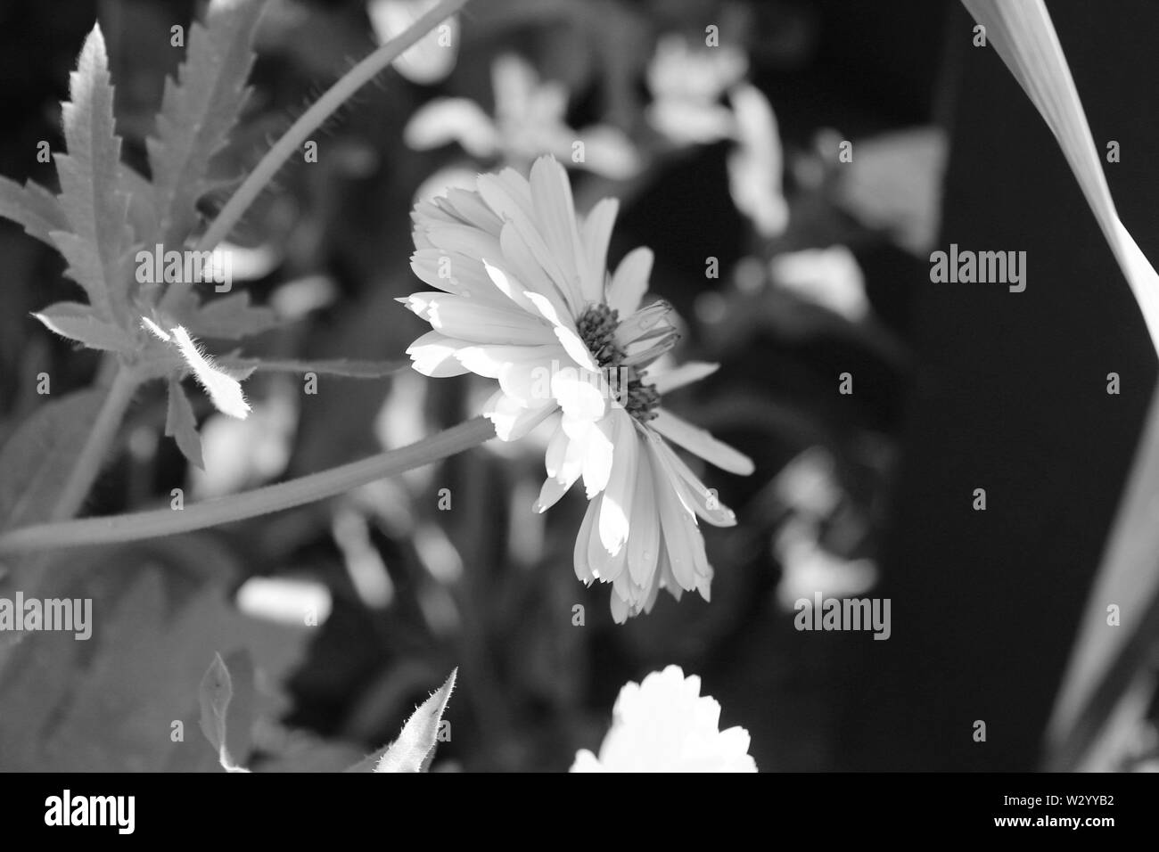 Wildflowers uk Black and White Stock Photos & Images - Alamy