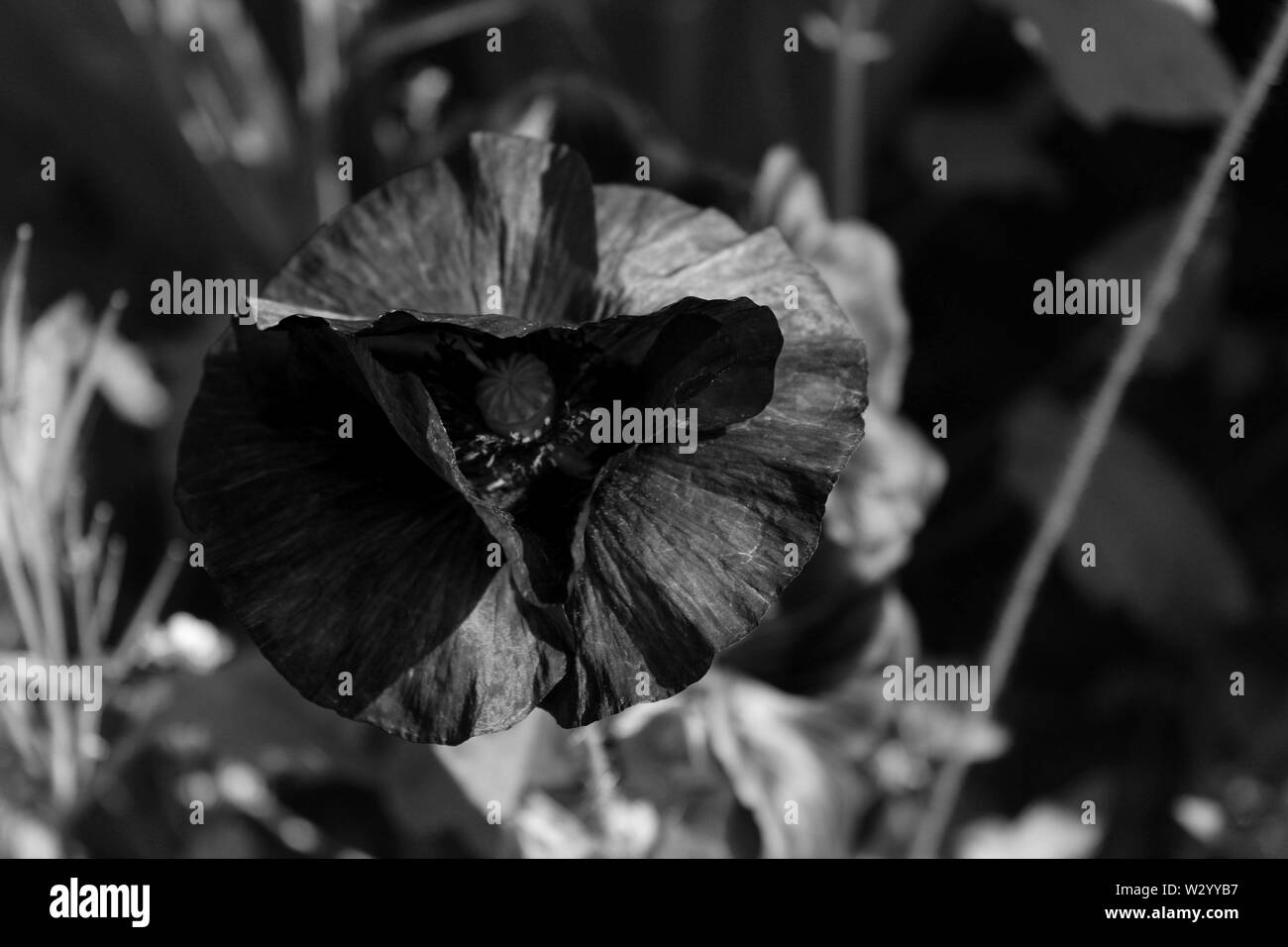 Uk wildflower Black and White Stock Photos & Images - Alamy