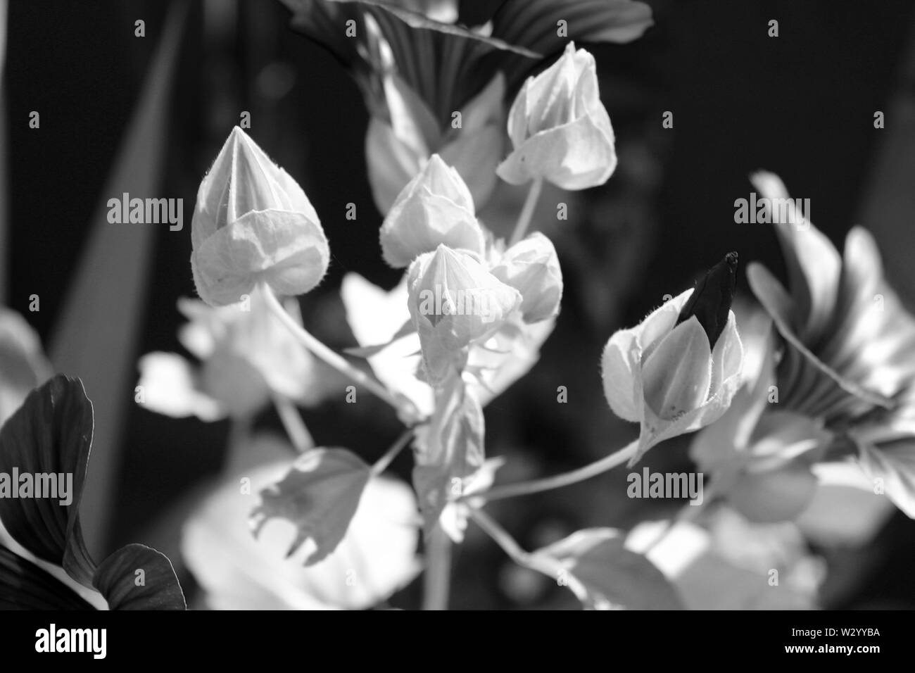 Meadows of wildflowers Black and White Stock Photos & Images - Alamy