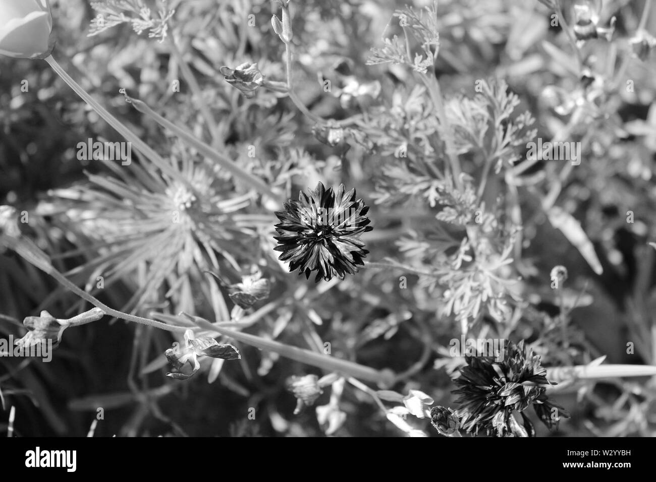 Meadows of wildflowers Black and White Stock Photos & Images - Alamy