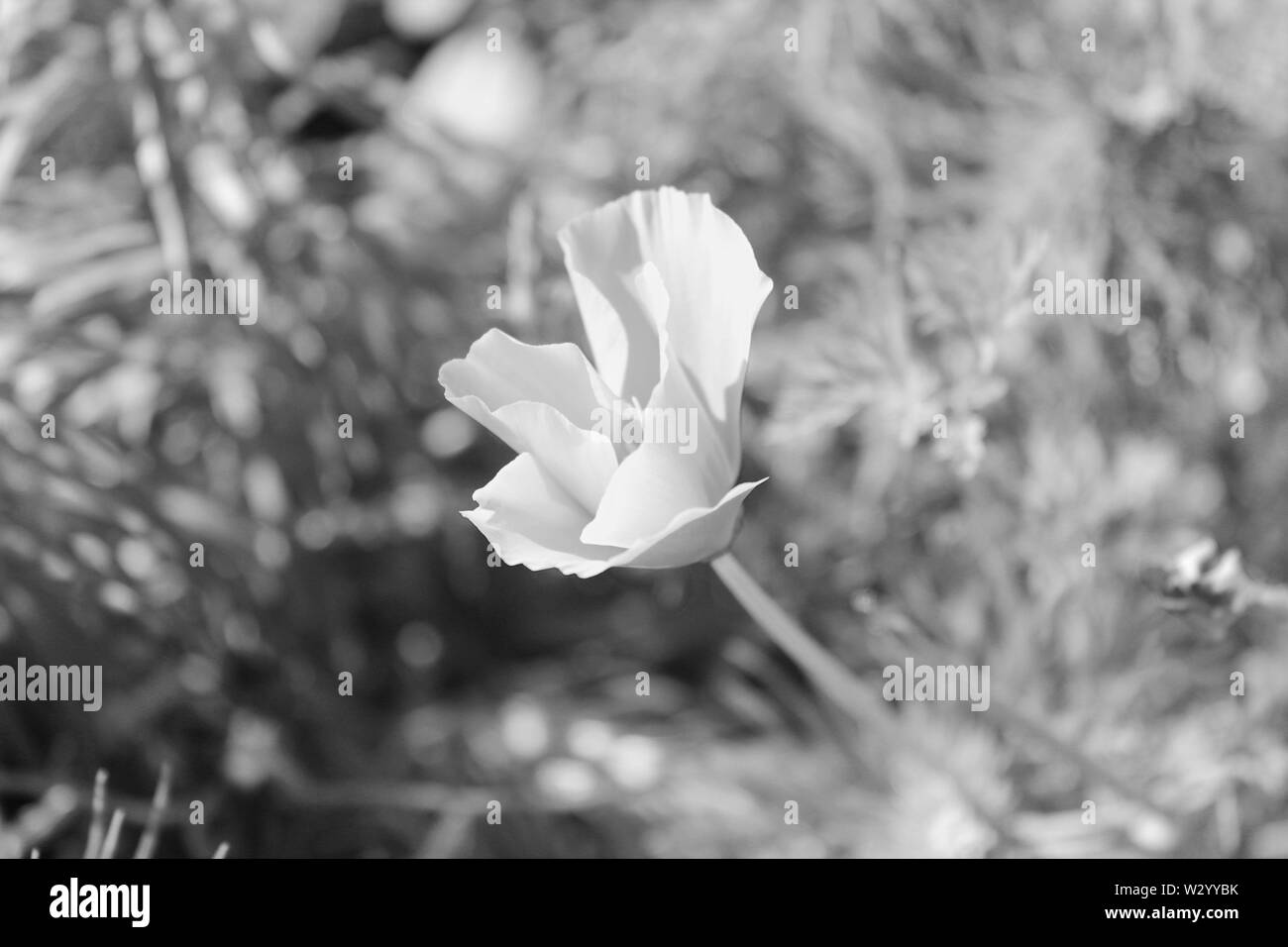 Wildflower pollination Black and White Stock Photos & Images - Alamy
