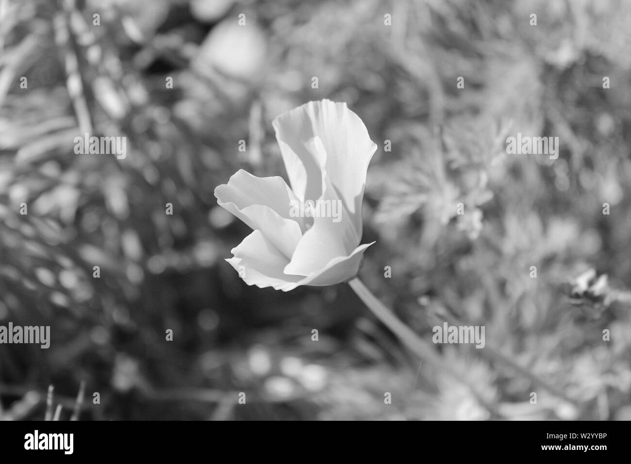 Uk wildflower Black and White Stock Photos & Images - Alamy