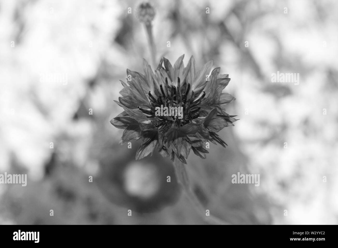 Meadows of wildflowers Black and White Stock Photos & Images - Alamy