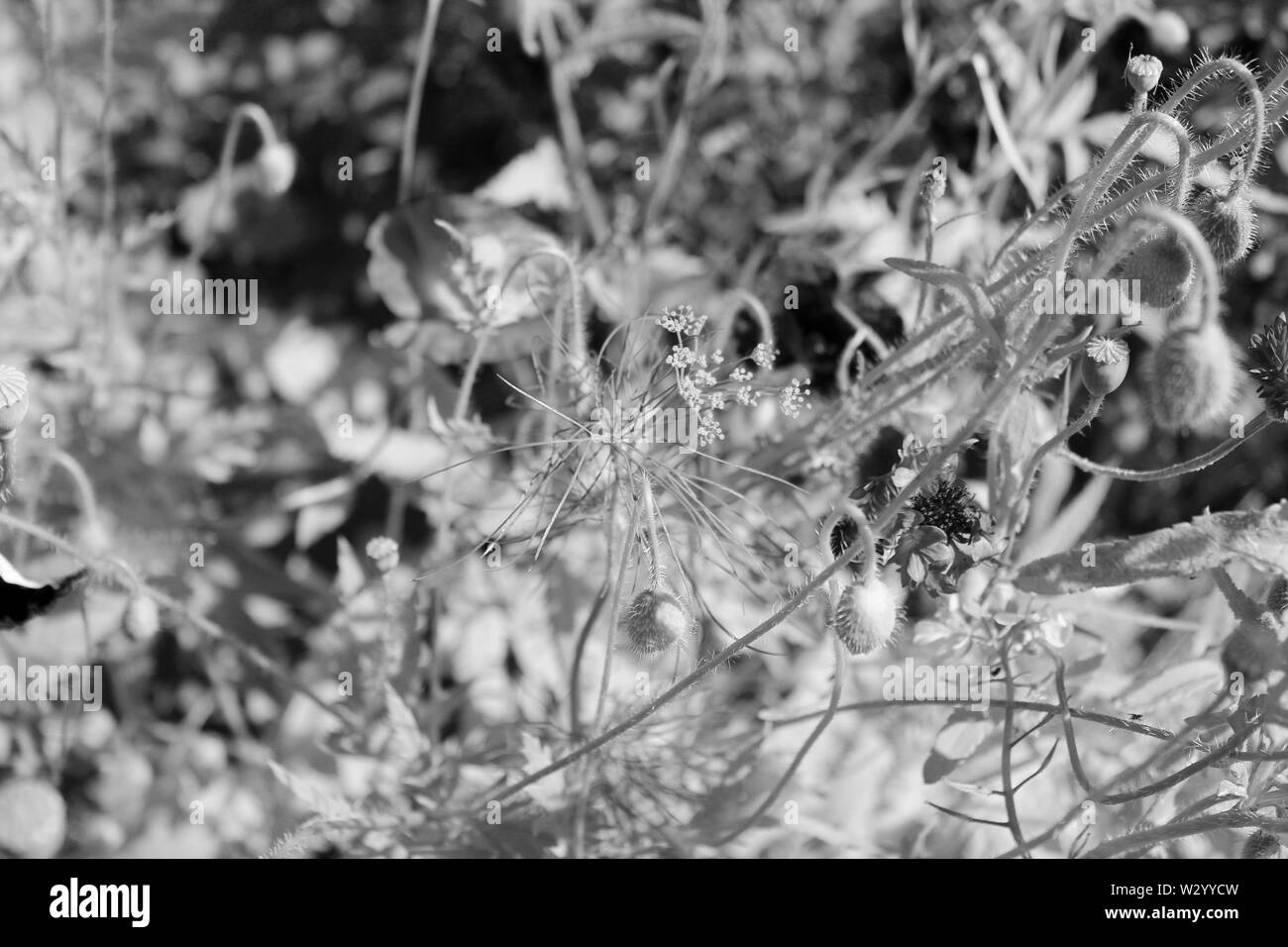 Meadows of wildflowers Black and White Stock Photos & Images - Alamy