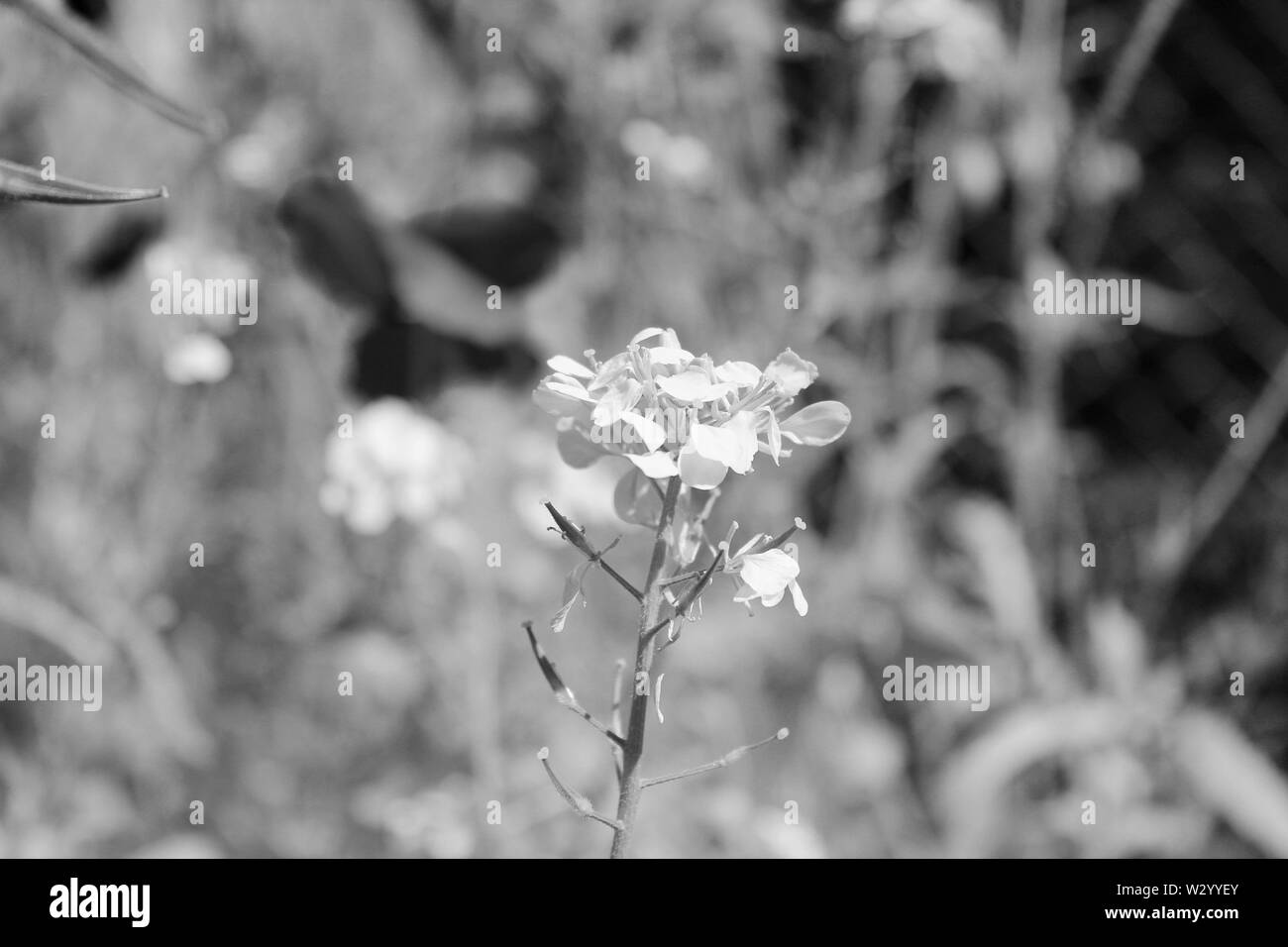 Uk wildflower Black and White Stock Photos & Images - Alamy