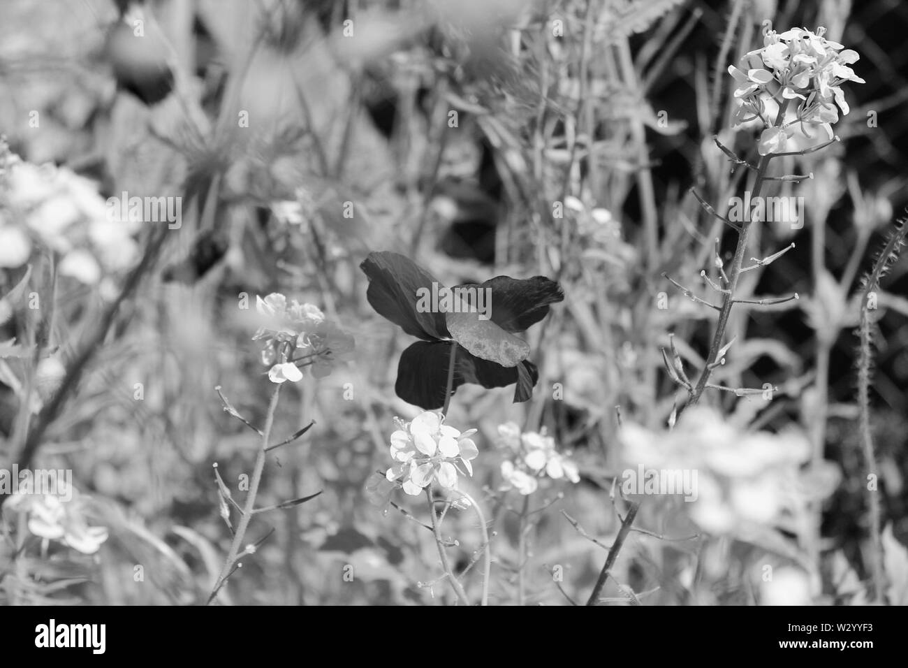 Welsh wildflowers Black and White Stock Photos & Images - Alamy
