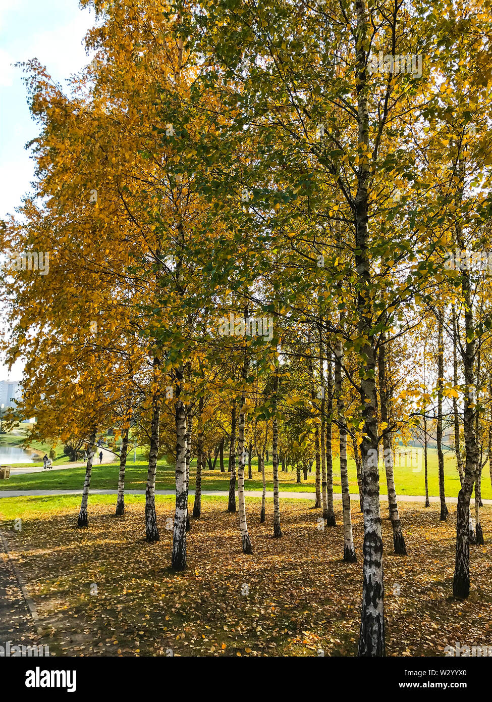 Yellow autumn leaves on trees in park Stock Photo - Alamy