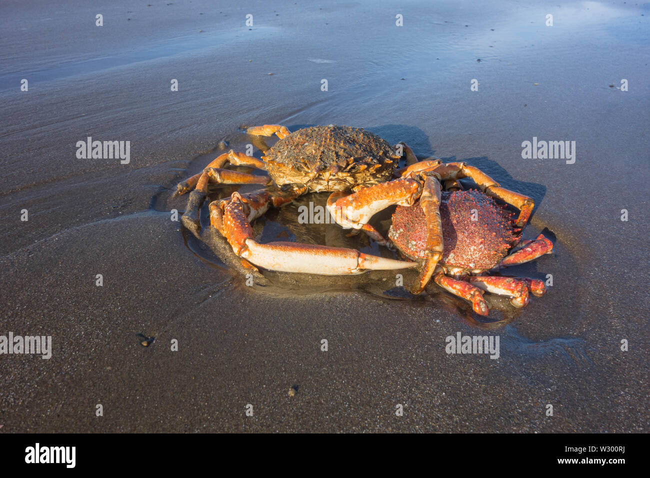 Spider crabs (Maja brachydactyla) in water pool, Yayslas beach Borth Ceredigion, Mid Wales, UK June 2019. Stock Photo