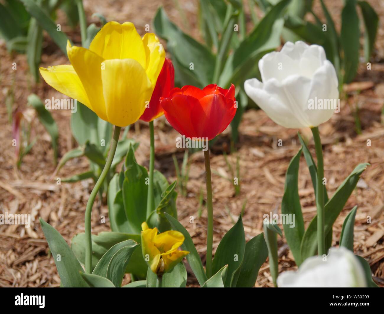 Medium close up side view of red, yellow and white tulips Stock Photo ...