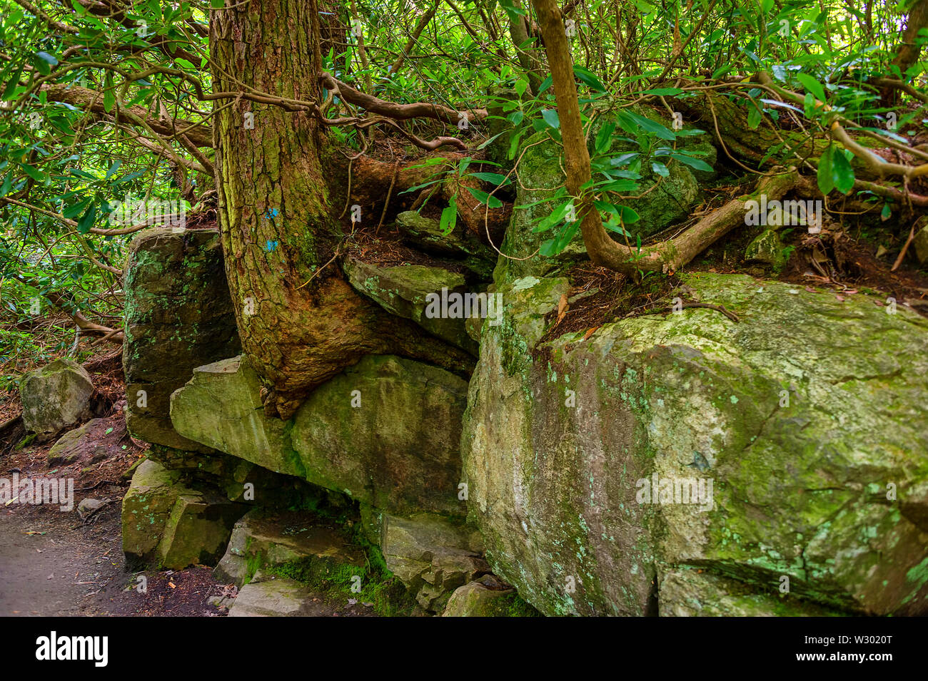 A tree grows out of a rock cropping along a footpath at Blowing Rock in North Carolina. Stock Photo