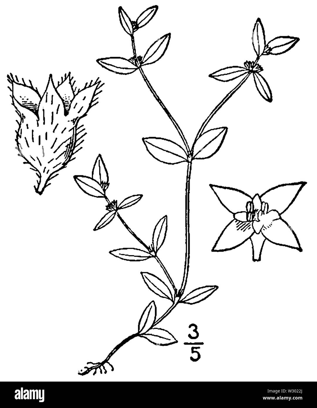 Oldenlandia uniflora BB-1913 Stock Photo
