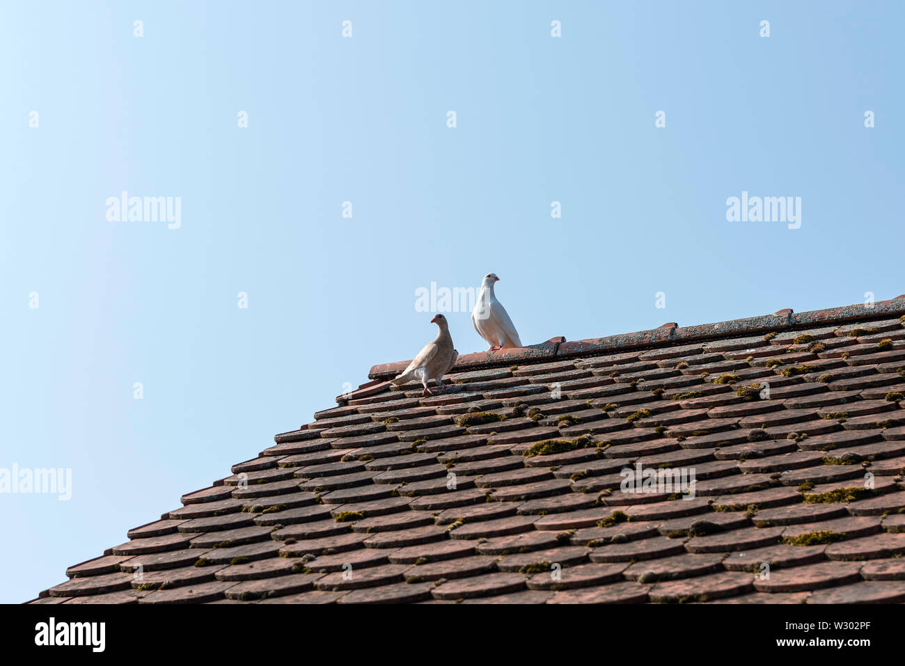 Pigeons on Roof Stock Photo Alamy