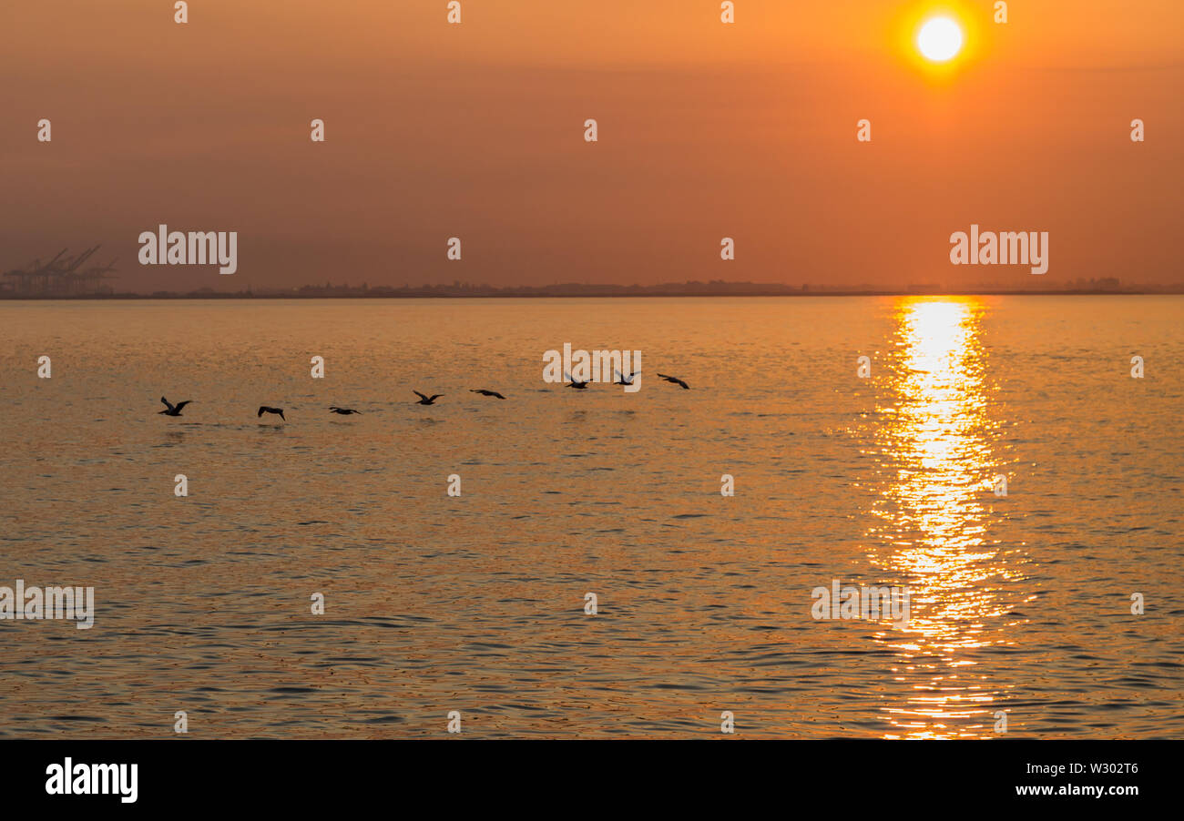 A formation of pelicans flying low over the water of San Francisco Bay at sunrise. Stock Photo