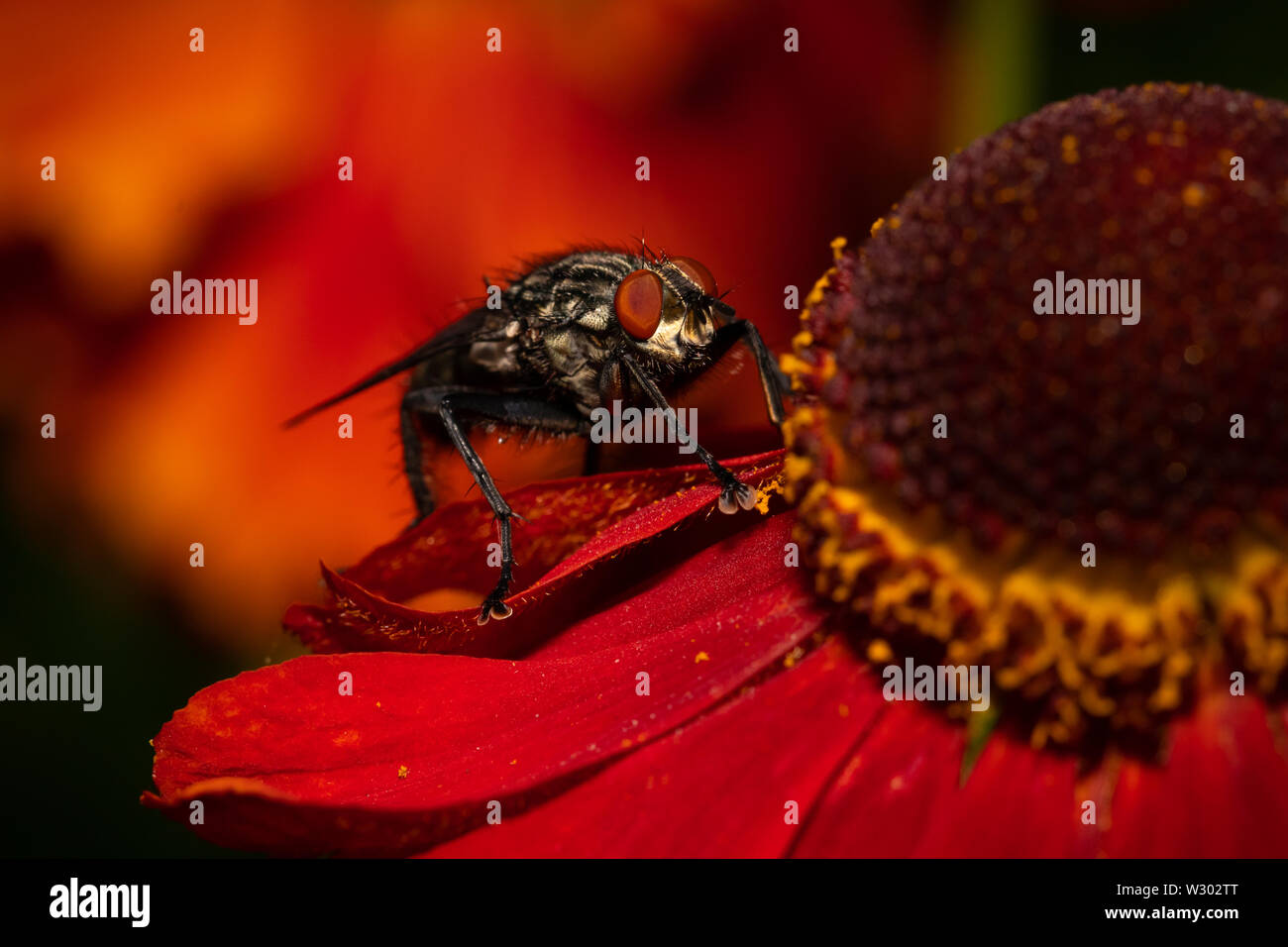 common house fly macro image on a red flower Stock Photo