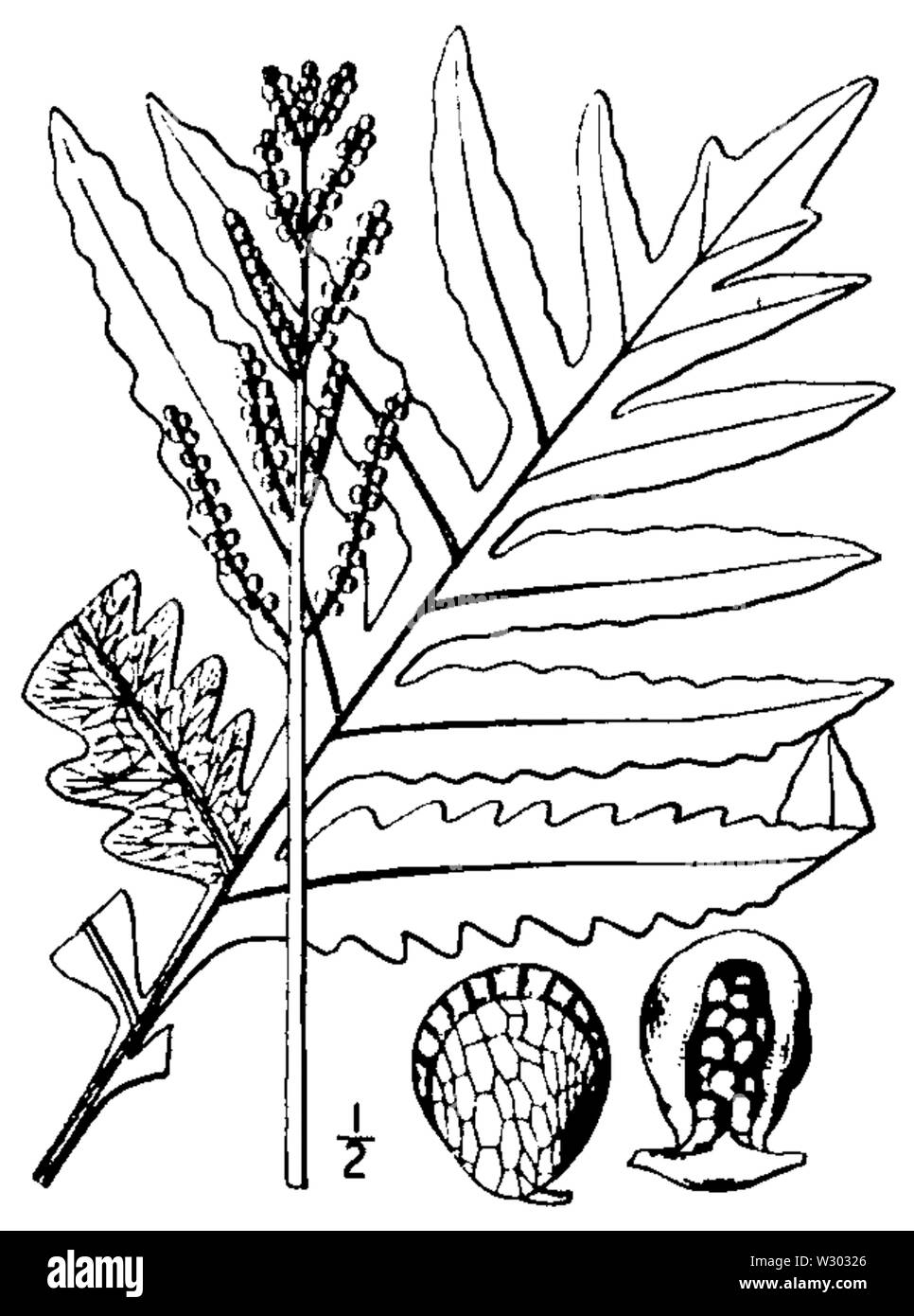 Onoclea sensibilis BB-1913 Stock Photo