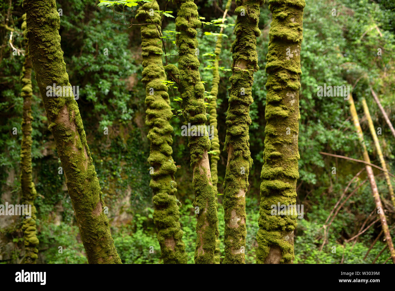 Moss growing on trees. Stock Photo