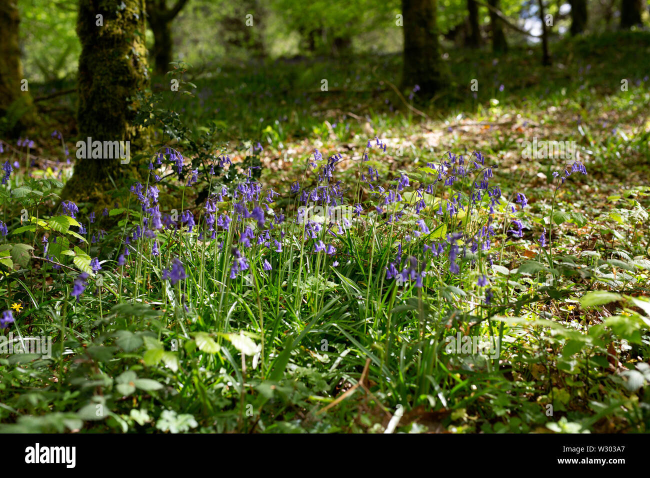Bluebells growing in Killarney National Park, Ireland. Stock Photo
