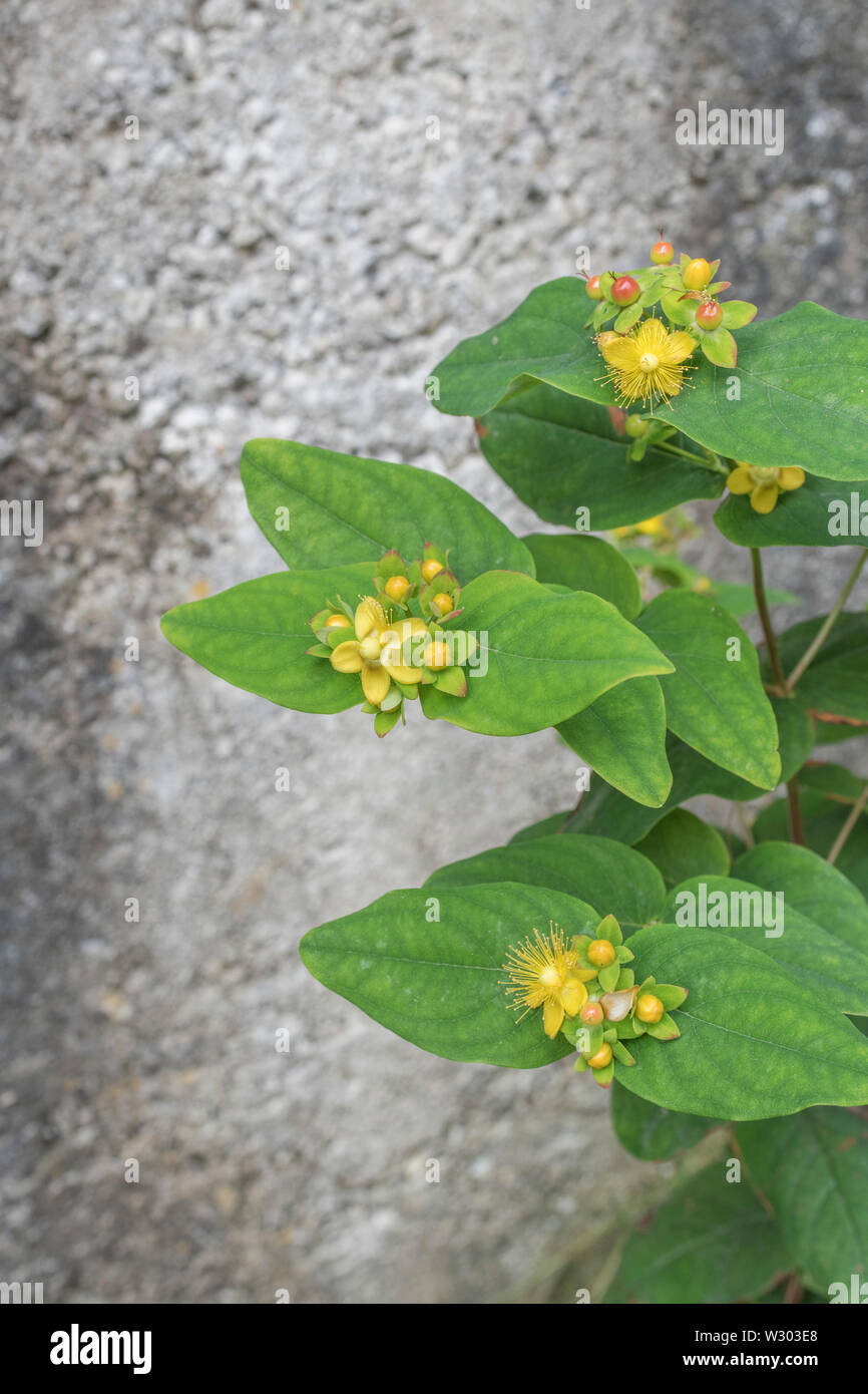 Yellow flowers of Tutsan / Hypericum androsaemum in sunshine. Tutsan ...
