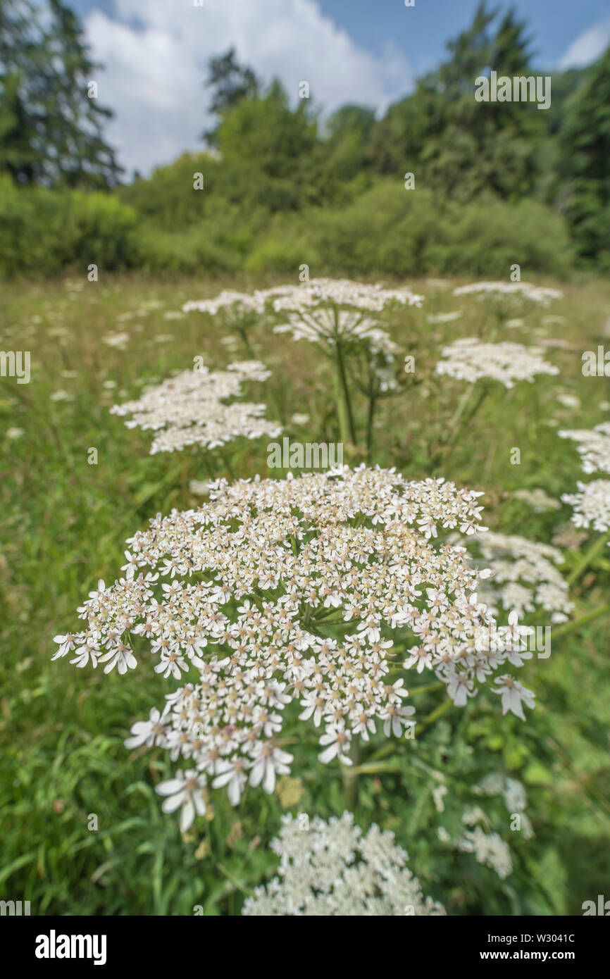 Hogweed / Cow Parsnip - photo of flowering head of the common umbellifer Hogweed / Heracleum sphondylium on a sunny day. Patch of weeds. Stock Photo