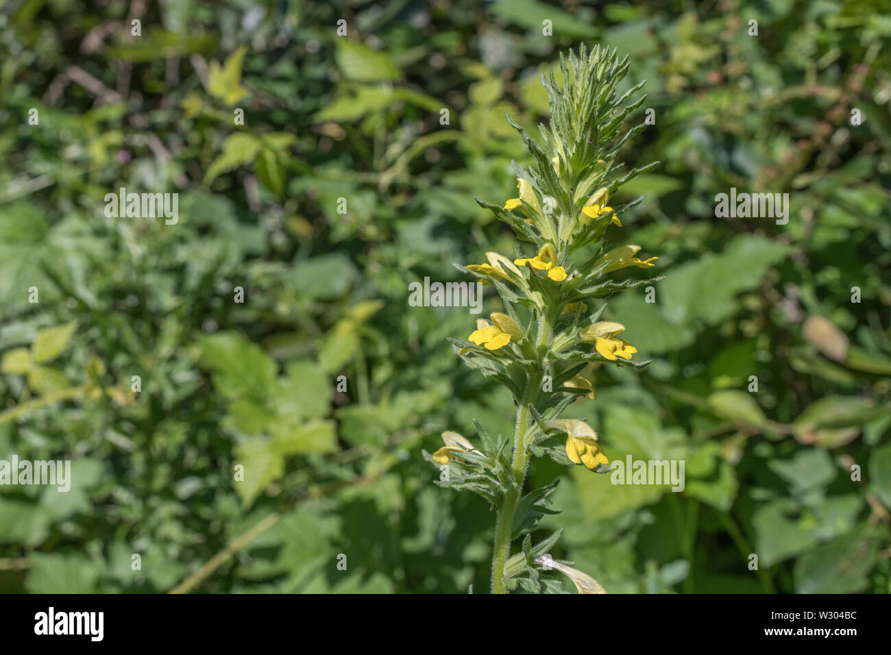 Yellow flowers of Yellow Bartsia / Parentucellia viscosa growing in damp ground (June, Cornwall). Sometimes invasive species, sticky texture. Stock Photo