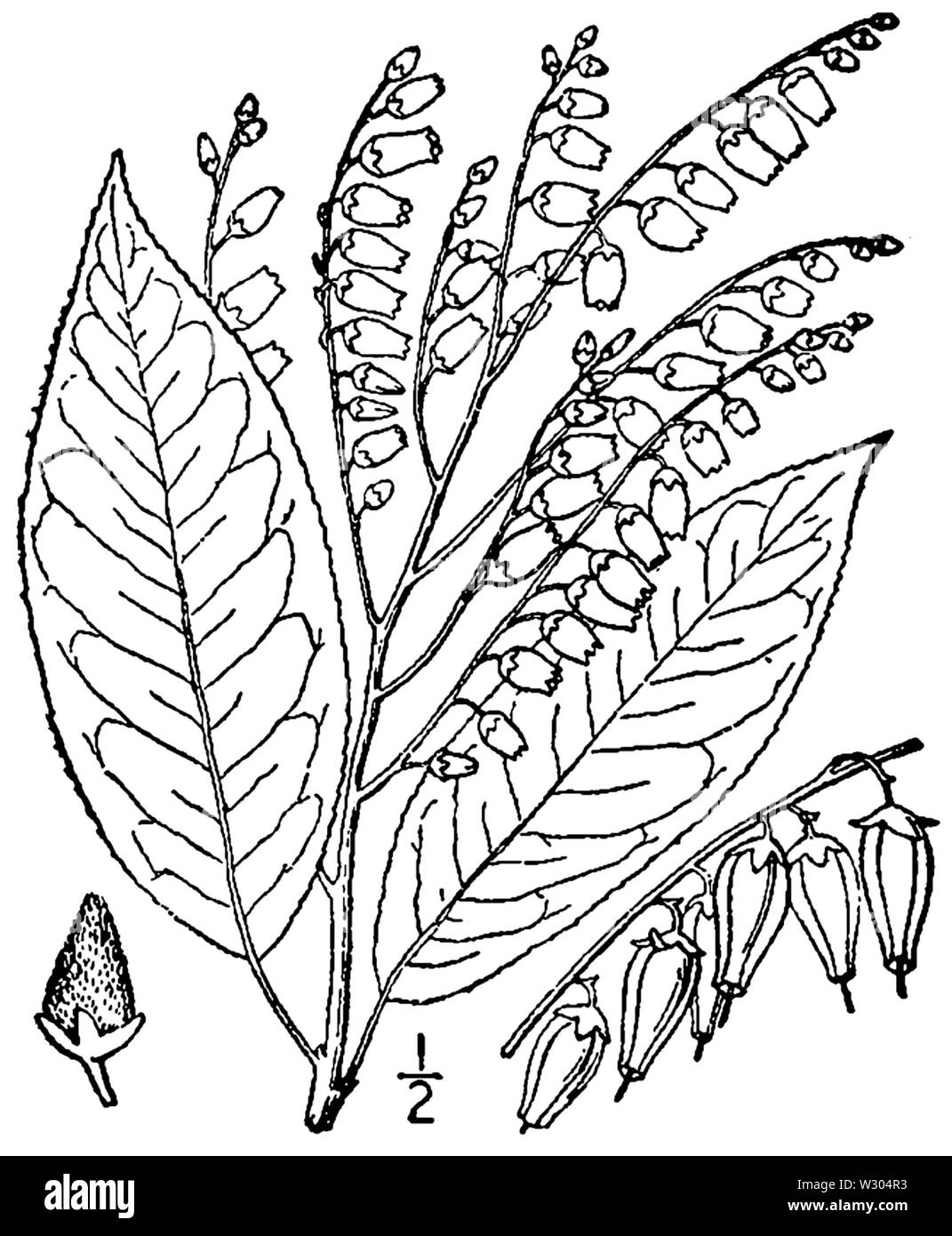 Oxydendrum arboreum BB-1913 Stock Photo