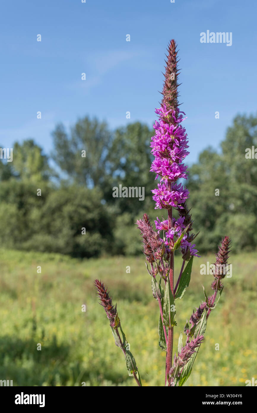 Tall flowering spikes of Purple-loosestrife / Lythrum salicaria growing in damp ground (June). A medicinal plant once used in herbal remedies. Stock Photo