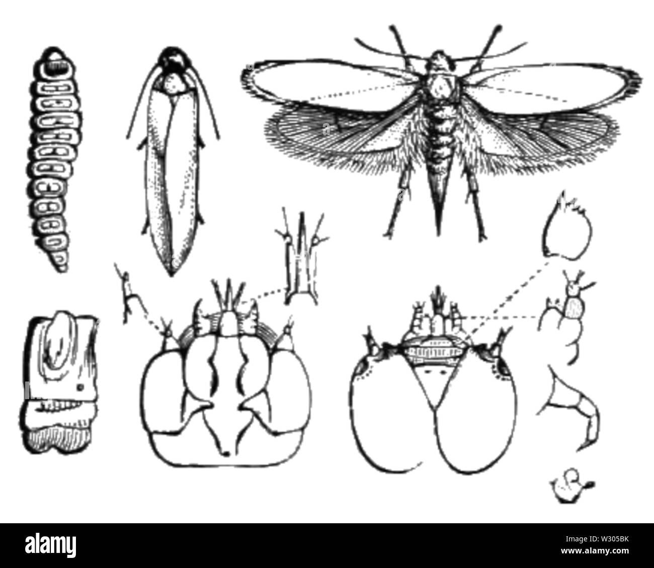 Gullwing or wollwing moth Black and White Stock Photos & Images - Alamy