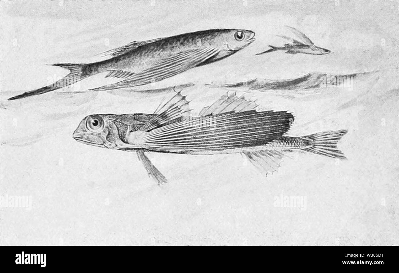 PSM V55 D210 Flying fish Stock Photo Alamy