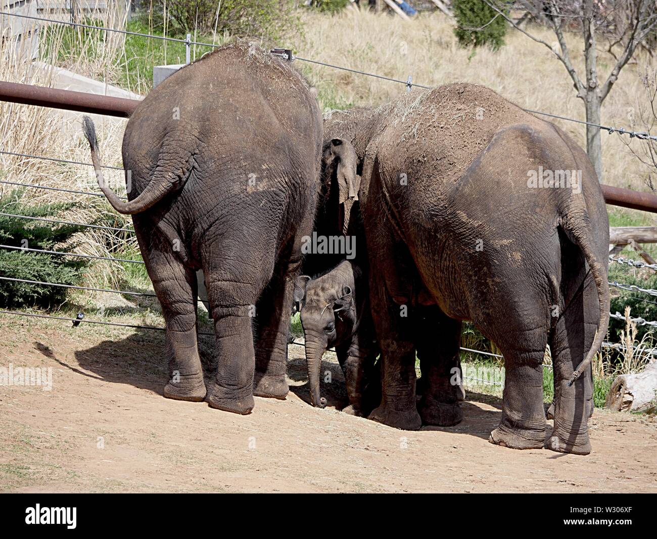 Two adult elephants stand by a fence, with a baby elephant in between