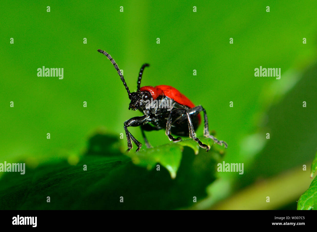 Lily Beetle (Lilioceris lilii) / Red Lily Beetle / Scarlet Lily Beetle