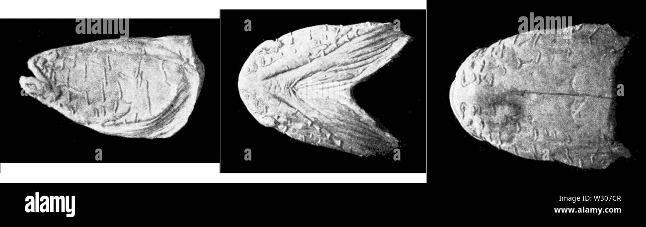 PSM V57 D063 Views of an ambyopsis head showing the tactile ridges ...