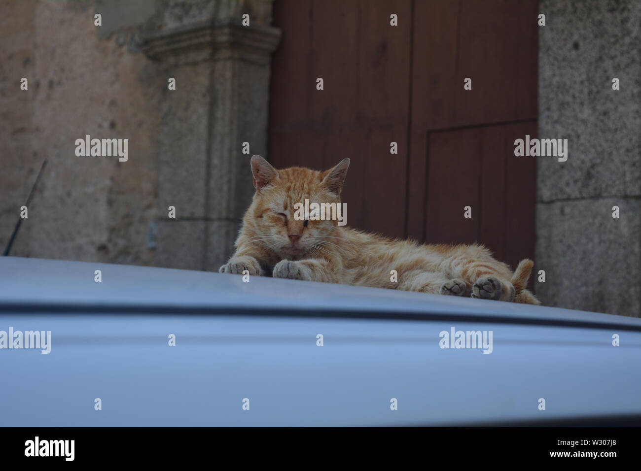 Ginger cat resting on top of a car roof in Italy. Realistic photography of cute, stray kitty in an old town in Calabria. Stock Photo