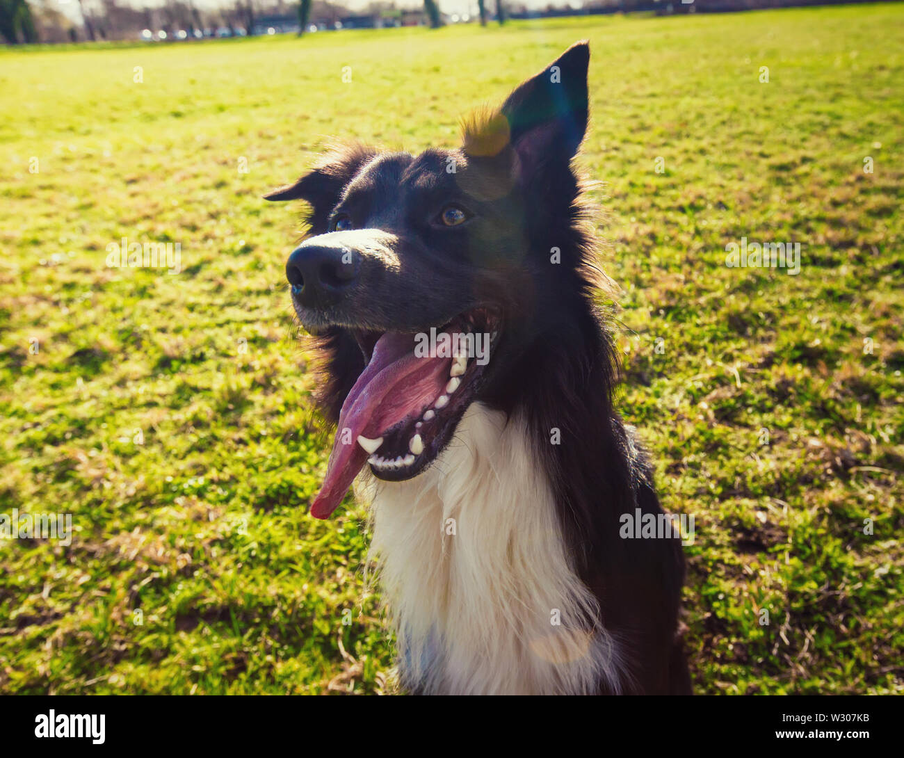 Why Does Dog Keep Opening And Closing Mouth