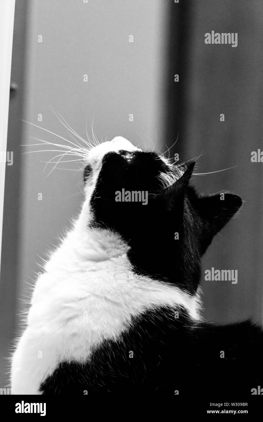 Close up portrait of black and white cat Stock Photo - Alamy