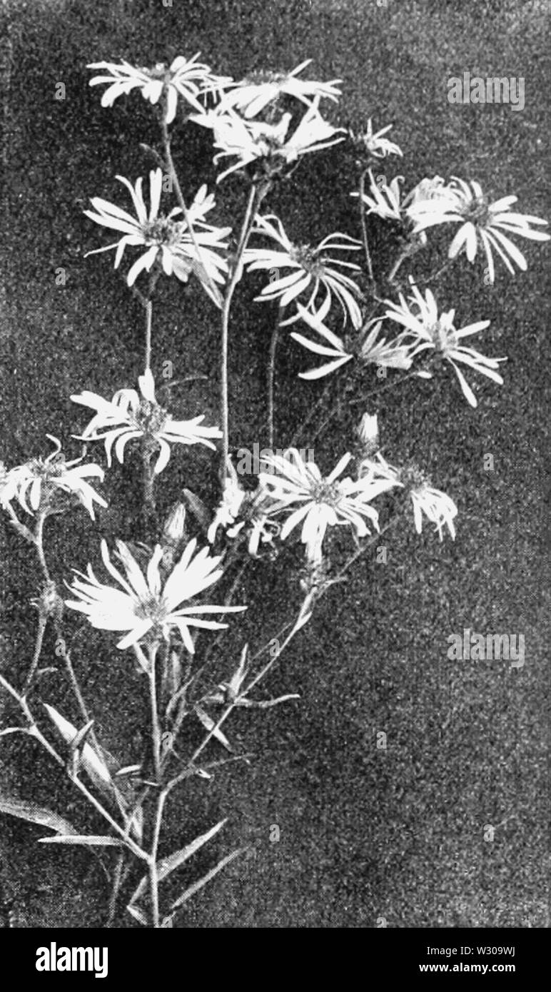 Aster garden Black and White Stock Photos & Images - Alamy