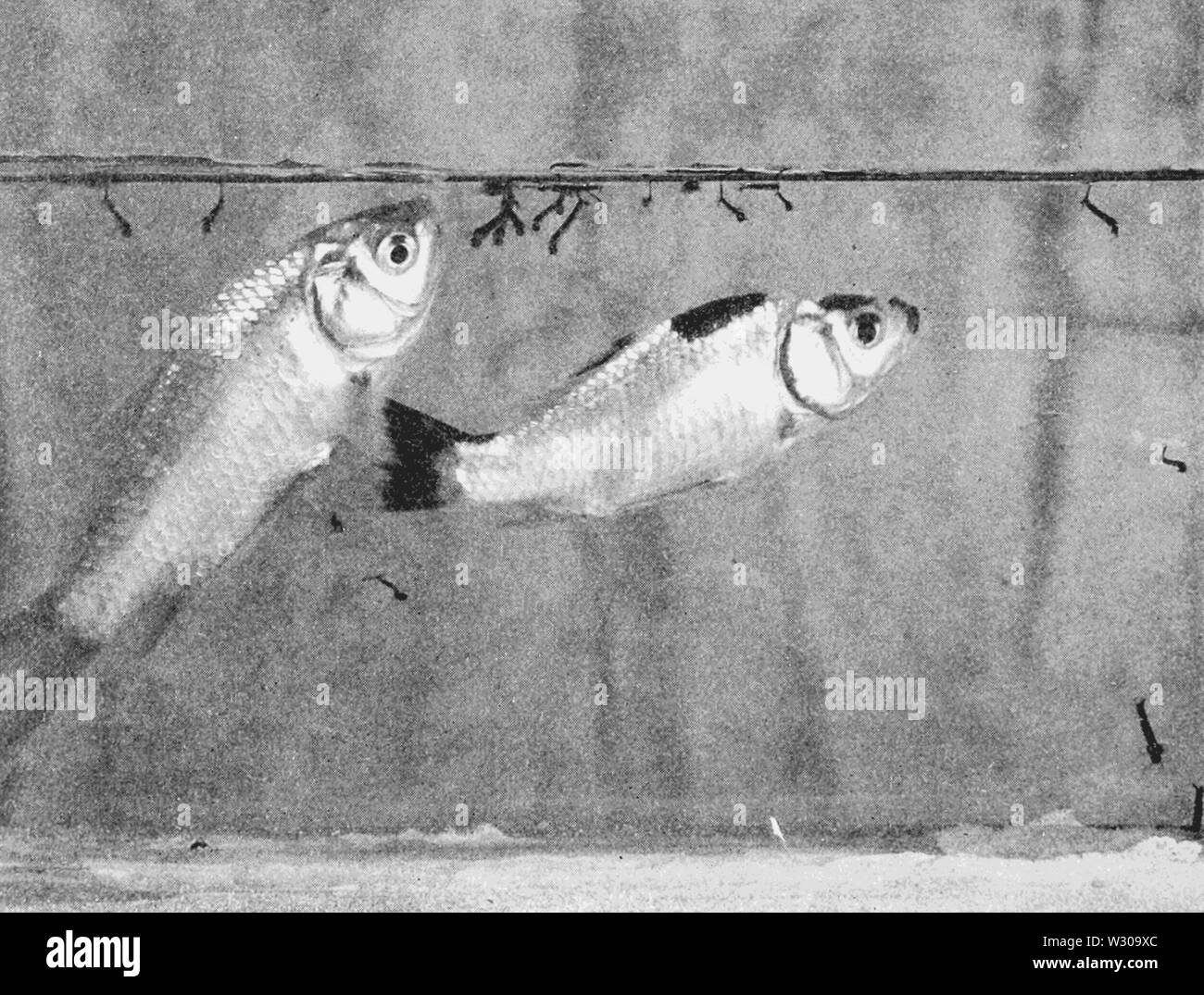 PSM V63 D466 Goldfish eating mosquito larvae Stock Photo Alamy