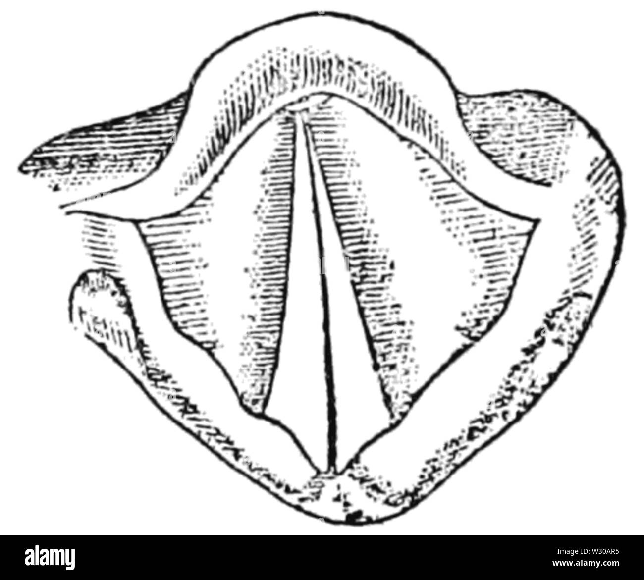 PSM V64 D268 Vocal cords in position for speaking or singing Stock