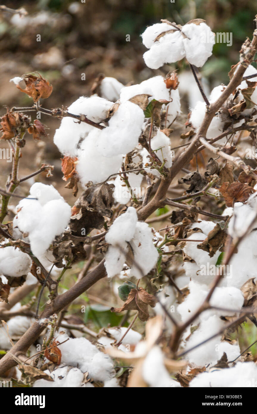 Australian Cotton Examples Cotton australia hi-res stock photography and images - Alamy
