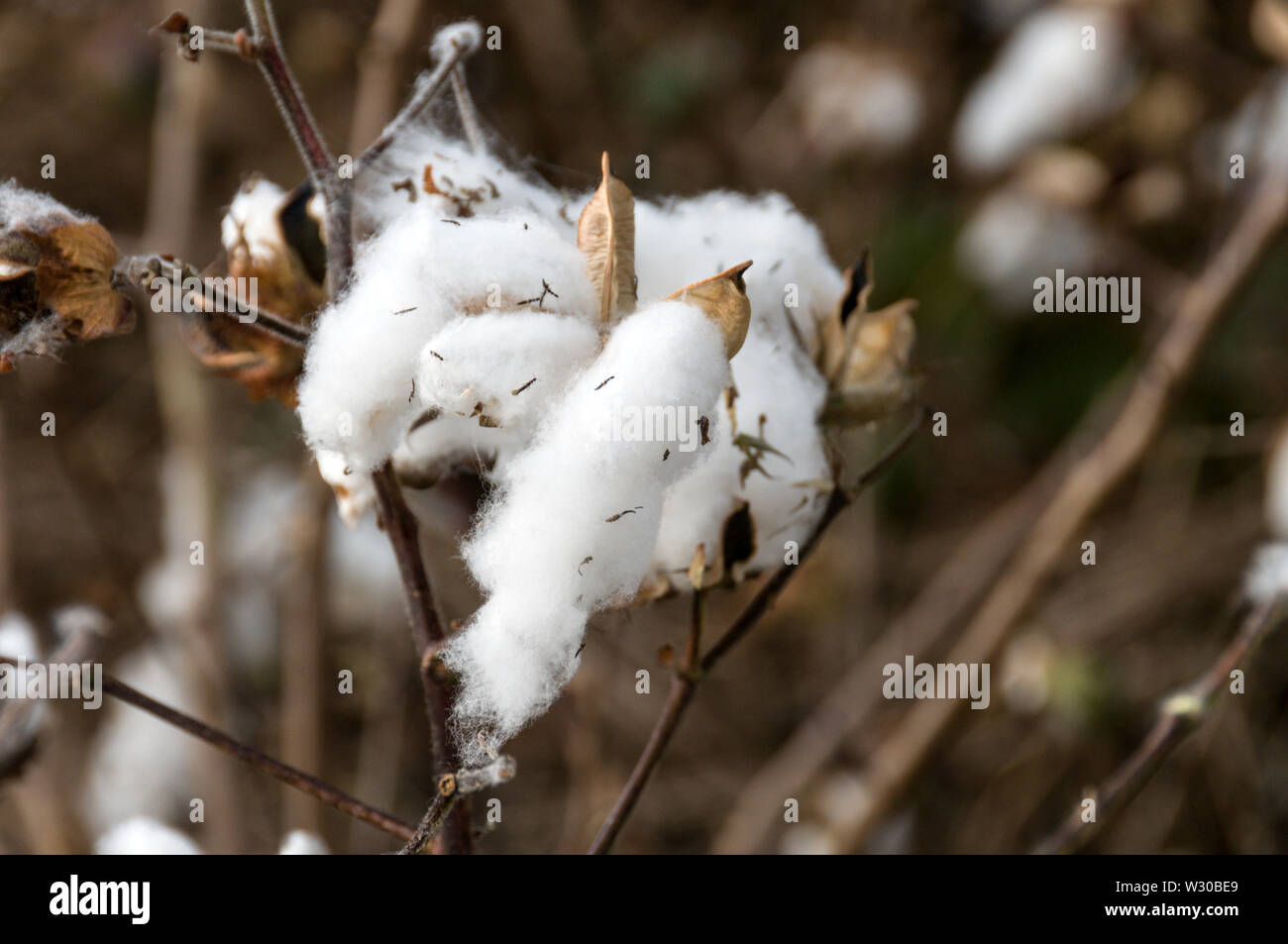 Queensland Cotton is grown near Emerald in Queensland, Australia Stock